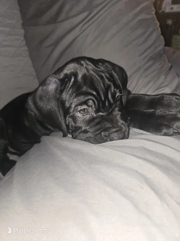Delilah  – Cane Corso puppy for sale in St. Augustine, FL