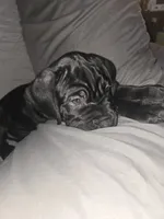 Delilah , a female Cane Corso for sale in St. Augustine, FL – 1 of 1