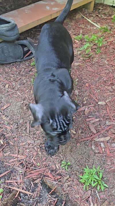 Delilah , a female Cane Corso for sale in St. Augustine, FL – 3 of 3