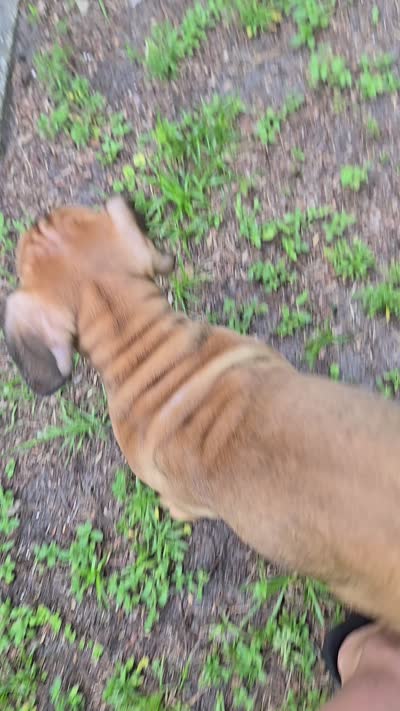 Chew, a male Cane Corso for sale in St. Augustine, FL – 5 of 5