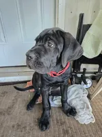Dexter, a male Cane Corso for sale in St. Augustine, FL – 9 of 10