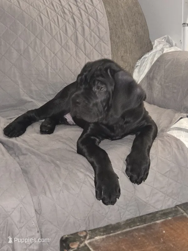 Dexter – Cane Corso puppy for sale in St. Augustine, FL