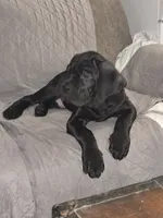 Dexter, a male Cane Corso for sale in St. Augustine, FL – 3 of 10