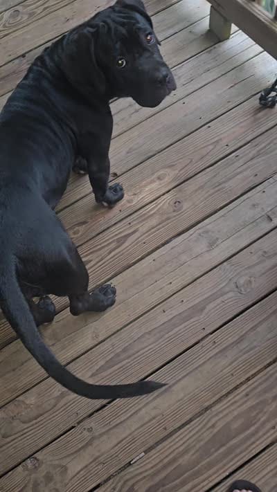 Delilah , a female Cane Corso for sale in East Palatka, FL – 10 of 10