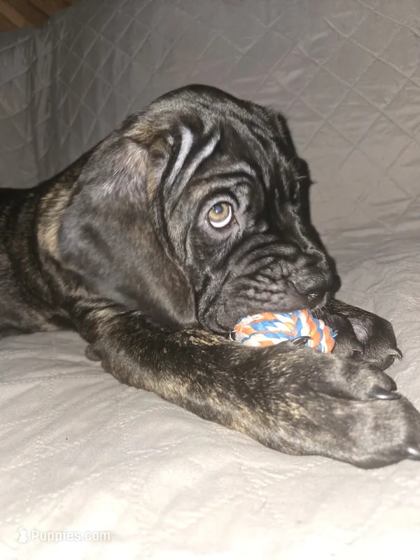 Lilly – Cane Corso puppy for sale in St. Augustine, FL
