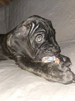 Lilly, a female Cane Corso for sale in St. Augustine, FL – 1 of 3