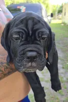 Mojo, a male Cane Corso for sale in St. Augustine, FL – 2 of 4