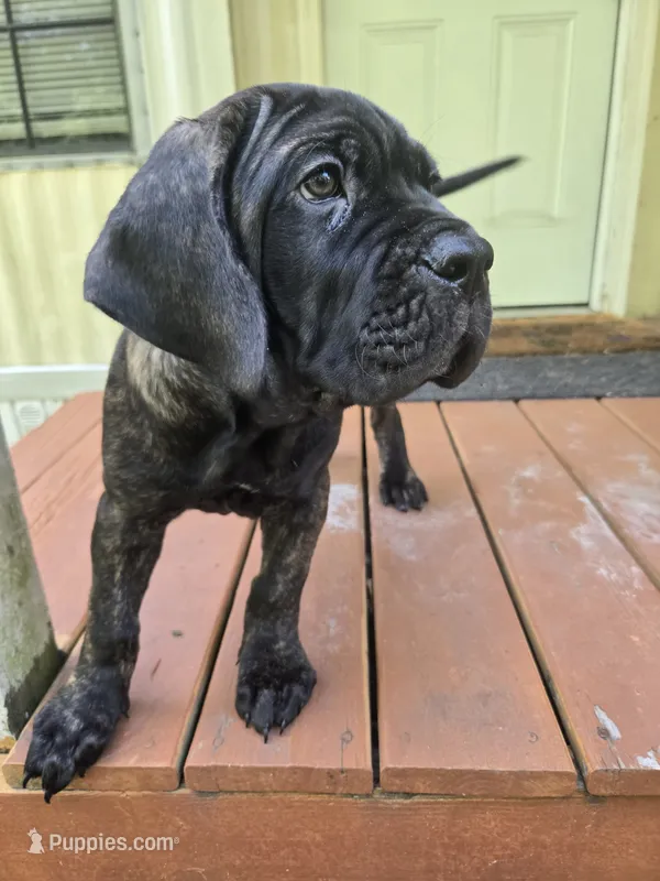 Lilly – Cane Corso puppy for sale in St. Augustine, FL