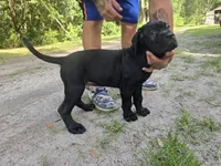 Dexter, a male Cane Corso for sale in St. Augustine, FL – 2 of 3