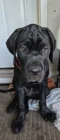 Dexter, a male Cane Corso for sale in St. Augustine, FL – 7 of 10