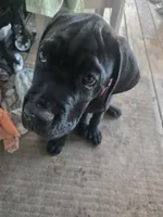 Dexter, a male Cane Corso for sale in St. Augustine, FL – 10 of 10