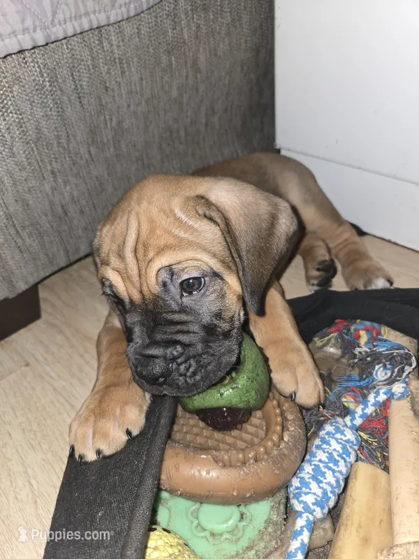 Chew – Cane Corso puppy for sale in St. Augustine, FL