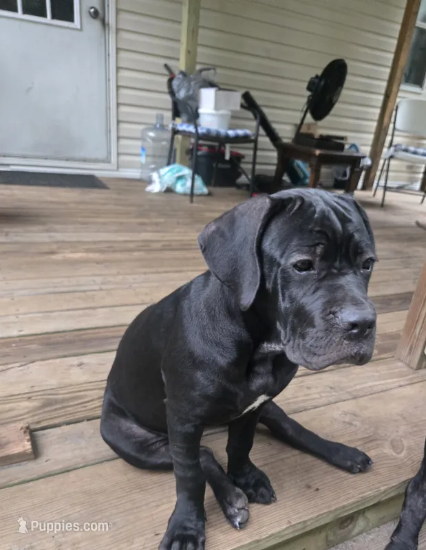 Delilah  – Cane Corso puppy for sale in St. Augustine, FL