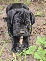 Dexter, a male Cane Corso for sale in St. Augustine, FL – 5 of 10