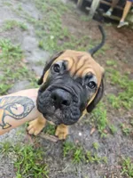 Chew, a male Cane Corso for sale in St. Augustine, FL – 2 of 5