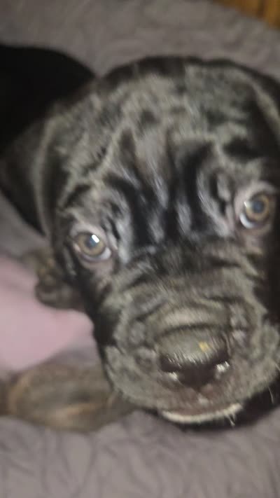 Mojo, a male Cane Corso for sale in St. Augustine, FL – 2 of 2
