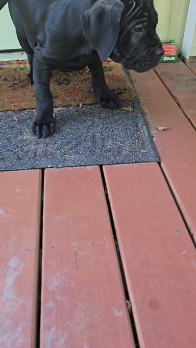 Dexter, a male Cane Corso for sale in St. Augustine, FL – 3 of 3