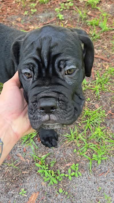 Mojo, a male Cane Corso for sale in St. Augustine, FL – 4 of 4
