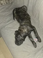 Lilly, a female Cane Corso for sale in St. Augustine, FL – 3 of 3