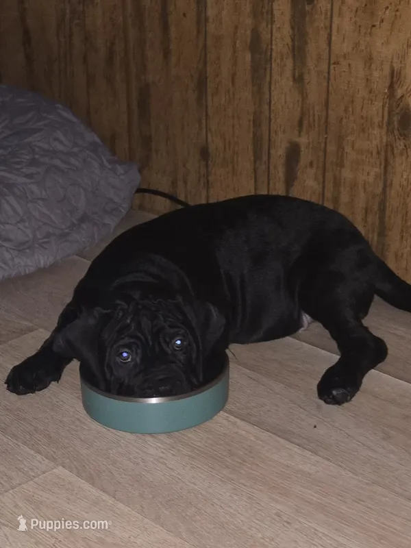 Dexter – Cane Corso puppy for sale in St. Augustine, FL