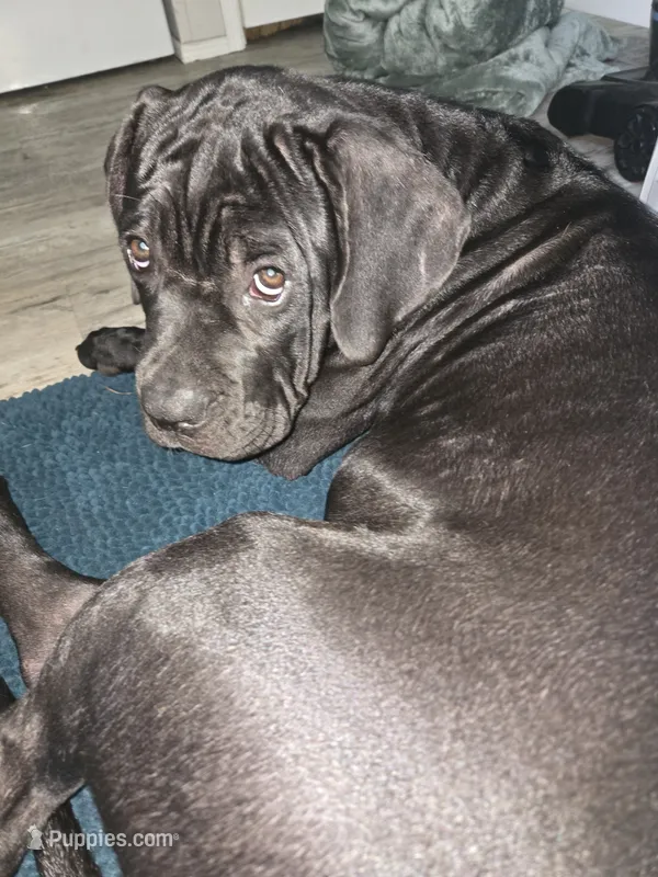 Delilah  – Cane Corso puppy for sale in St. Augustine, FL