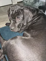Delilah , a female Cane Corso for sale in East Palatka, FL – 2 of 10