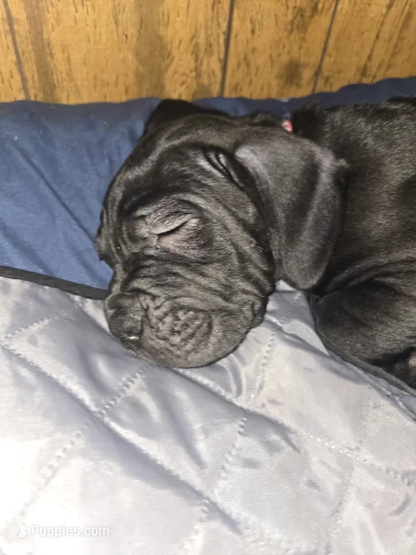 Mojo – Cane Corso puppy for sale in St. Augustine, FL