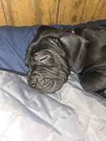 Mojo, a male Cane Corso for sale in St. Augustine, FL – 1 of 2
