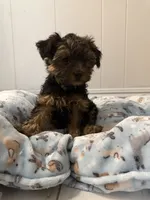 Benny, a male Yorkshire Terrier for sale in Bellflower, CA – 3 of 5