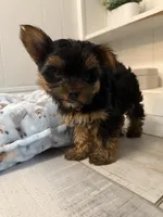 Nellie, a female Yorkshire Terrier for sale in Bellflower, CA – 3 of 8