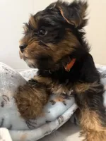 Teddy, a male Yorkshire Terrier for sale in Bellflower, CA – 4 of 5