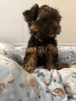 Benny, a male Yorkshire Terrier for sale in Bellflower, CA – 5 of 5