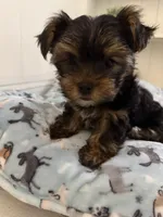 Coco, a female Yorkshire Terrier for sale in Bellflower, CA – 4 of 7