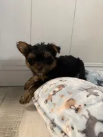 Nellie, a female Yorkshire Terrier for sale in Bellflower, CA – 4 of 8