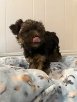 Benny, a male Yorkshire Terrier for sale in Bellflower, CA – 1 of 5