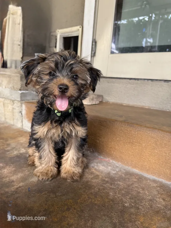 Milo – Yorkshire Terrier puppy for sale in Bellflower, CA