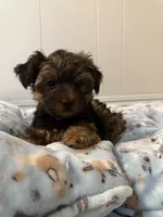 Benny, a male Yorkshire Terrier for sale in Bellflower, CA – 4 of 5