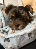 Coco, a female Yorkshire Terrier for sale in Bellflower, CA – 6 of 7
