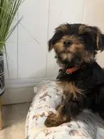Teddy, a male Yorkshire Terrier for sale in Bellflower, CA – 3 of 5
