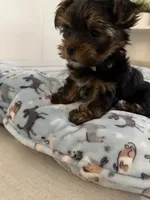Coco, a female Yorkshire Terrier for sale in Bellflower, CA – 5 of 7
