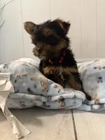 Nellie, a female Yorkshire Terrier for sale in Bellflower, CA – 7 of 8