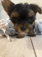 Nellie, a female Yorkshire Terrier for sale in Bellflower, CA – 5 of 8