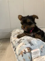 Nellie, a female Yorkshire Terrier for sale in Bellflower, CA – 8 of 8