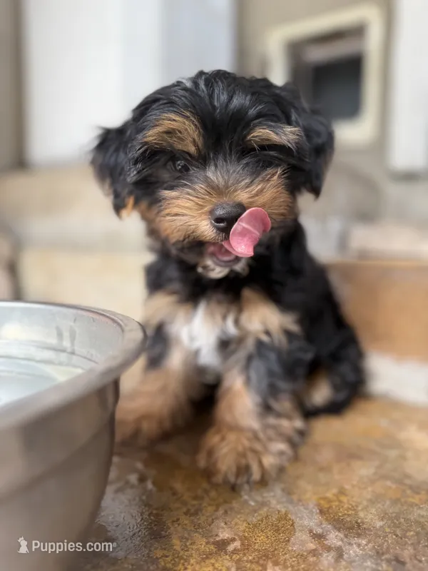 Ollie – Yorkshire Terrier puppy for sale in Bellflower, CA