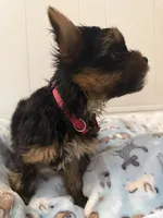 Nellie, a female Yorkshire Terrier for sale in Bellflower, CA – 6 of 8