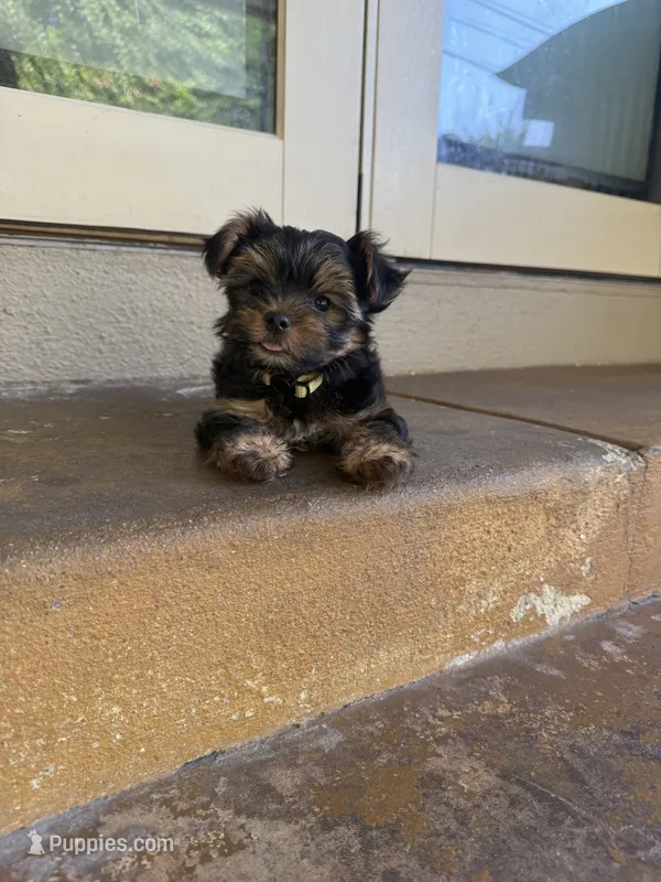 Coco – Yorkshire Terrier puppy for sale in Bellflower, CA