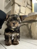 Coco, a female Yorkshire Terrier for sale in Bellflower, CA – 1 of 7