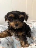 Teddy, a male Yorkshire Terrier for sale in Bellflower, CA – 5 of 5