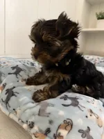 Coco, a female Yorkshire Terrier for sale in Bellflower, CA – 2 of 7
