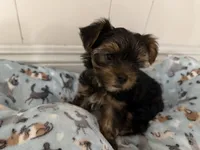 Coco, a female Yorkshire Terrier for sale in Bellflower, CA – 7 of 7